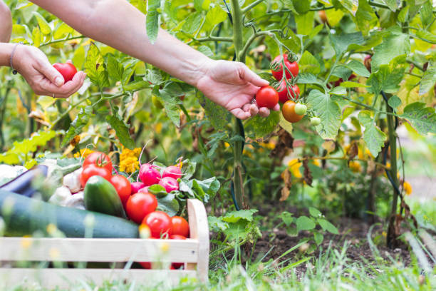 Produce Available